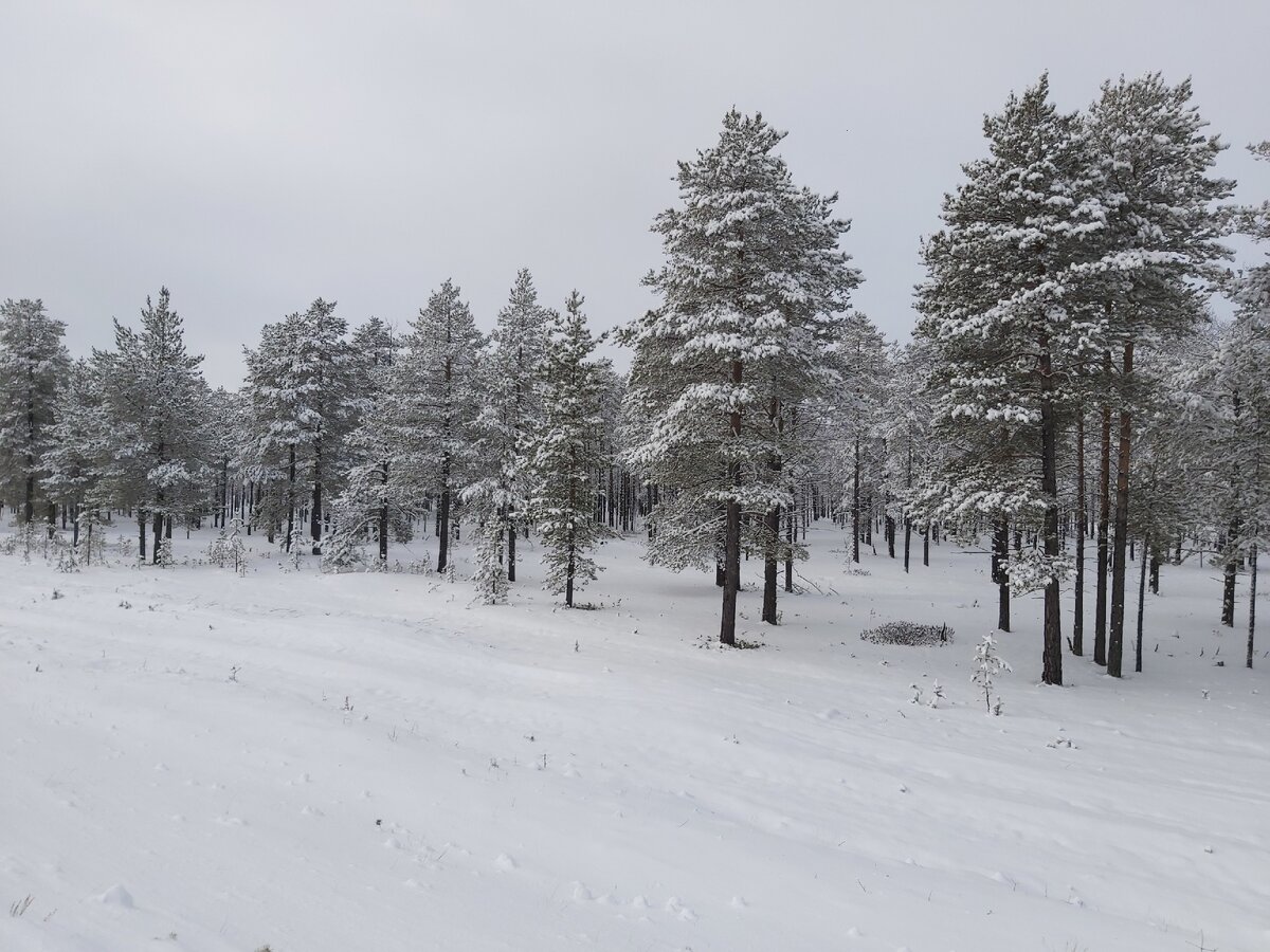 снежный лес 