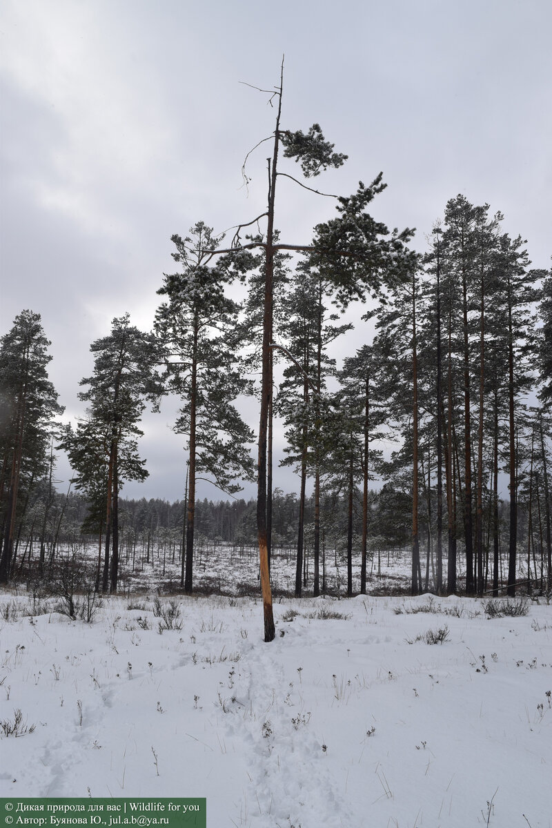 Внимательно рассмотрите иллюстрацию! 