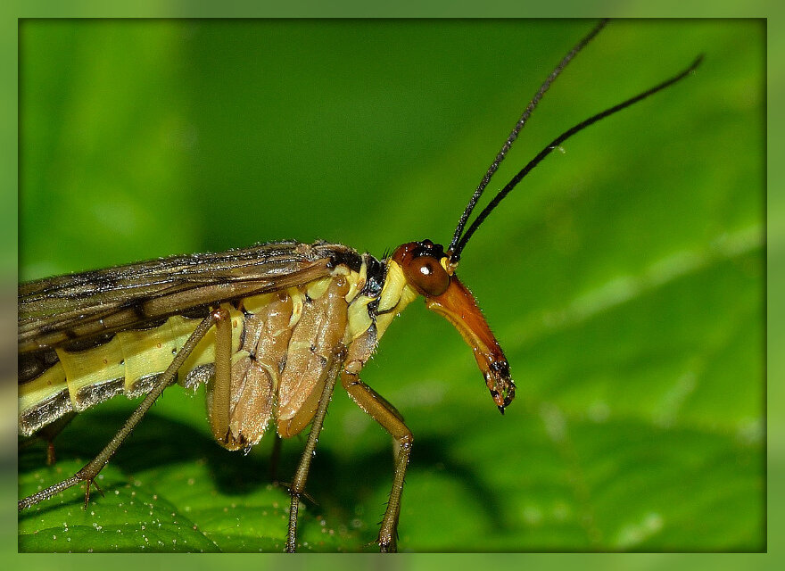 Ротовой аппарат  представлен челюстями-максиллами. Источник: https://pixabay.com (FRANCO PATRIZIA)