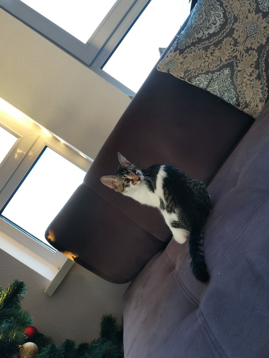 Вот он, новогодний хулиган! 