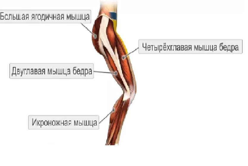Изображение мышц участвующих в прыжке.