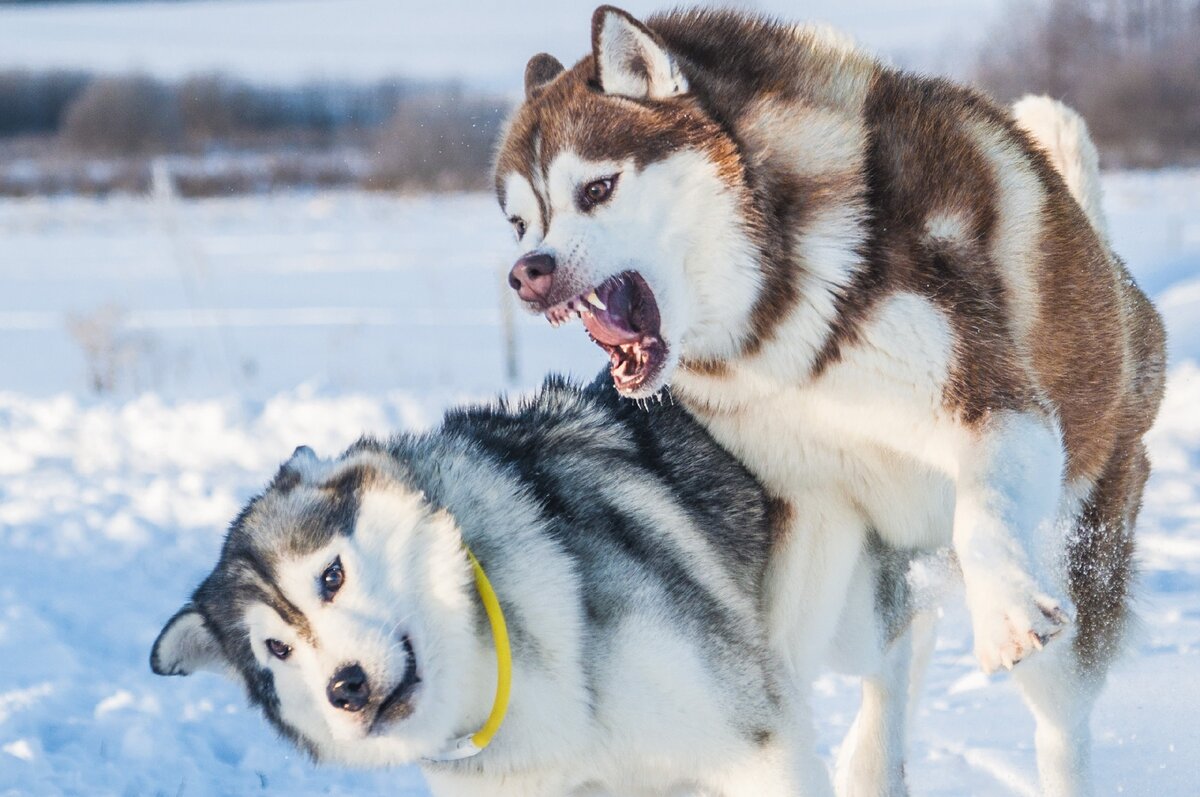 Хаски школьник