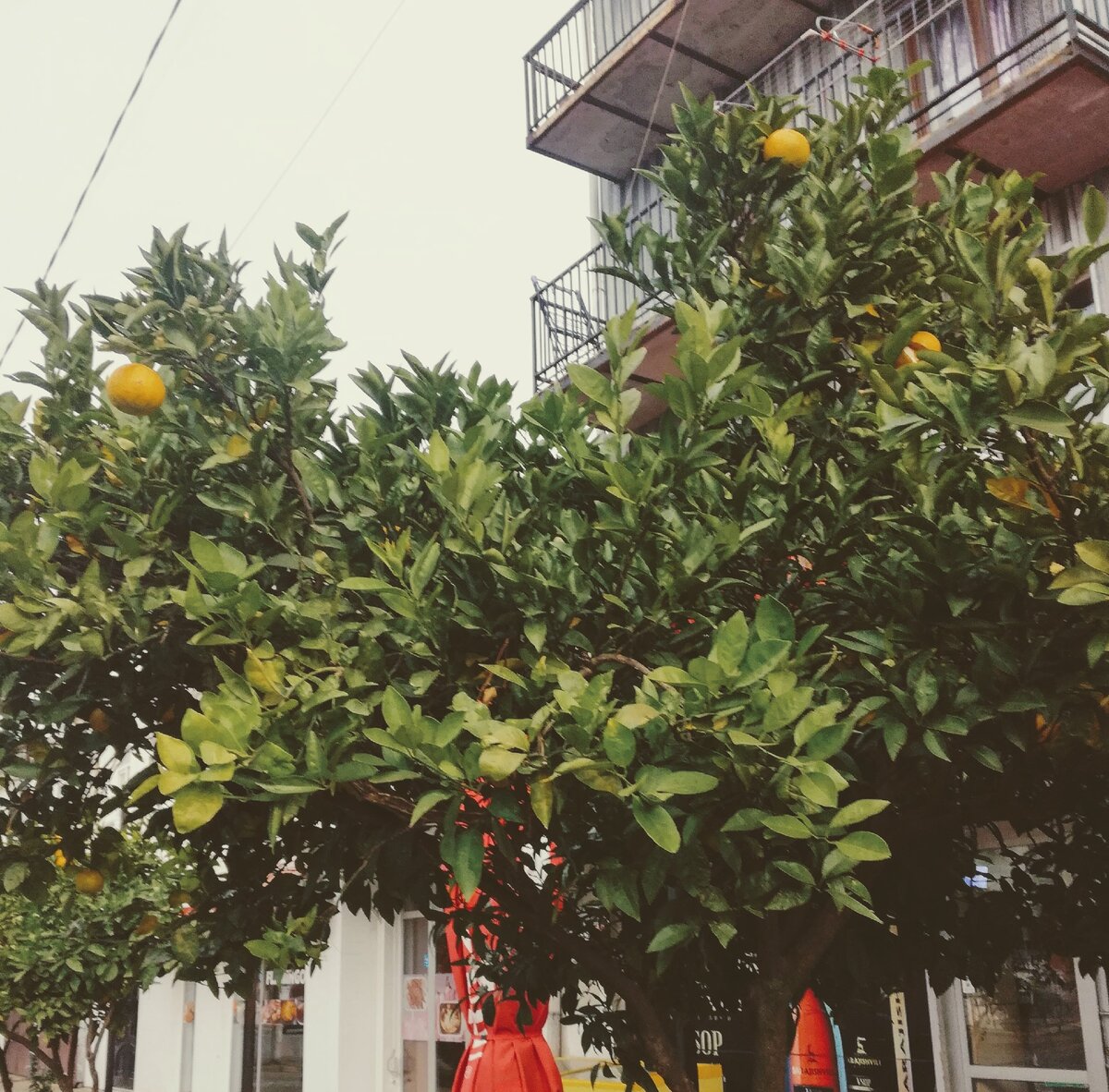 начало декабря в Кобулети