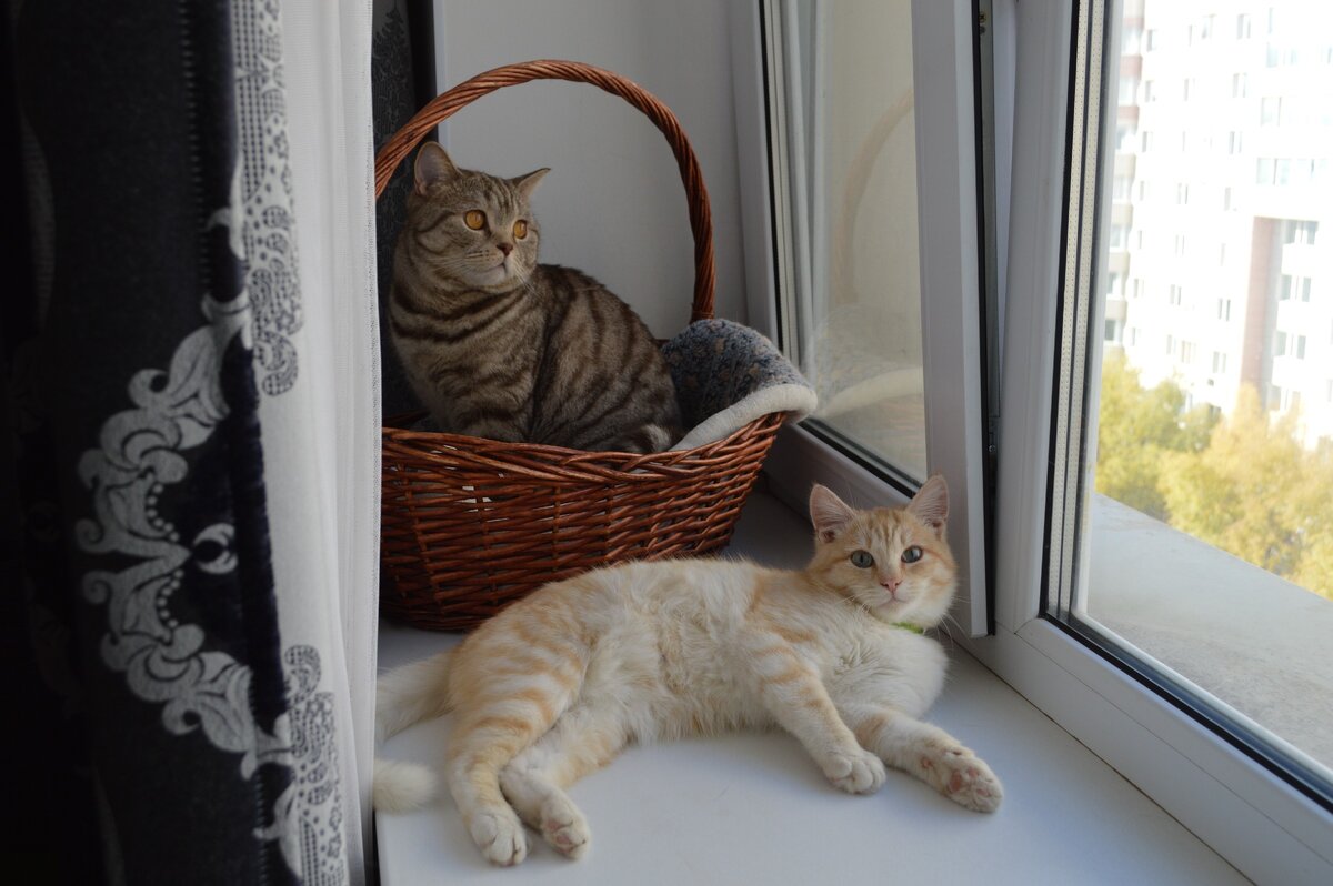 Мартин и Персик - главное украшение дома и помощники всегда и во всем