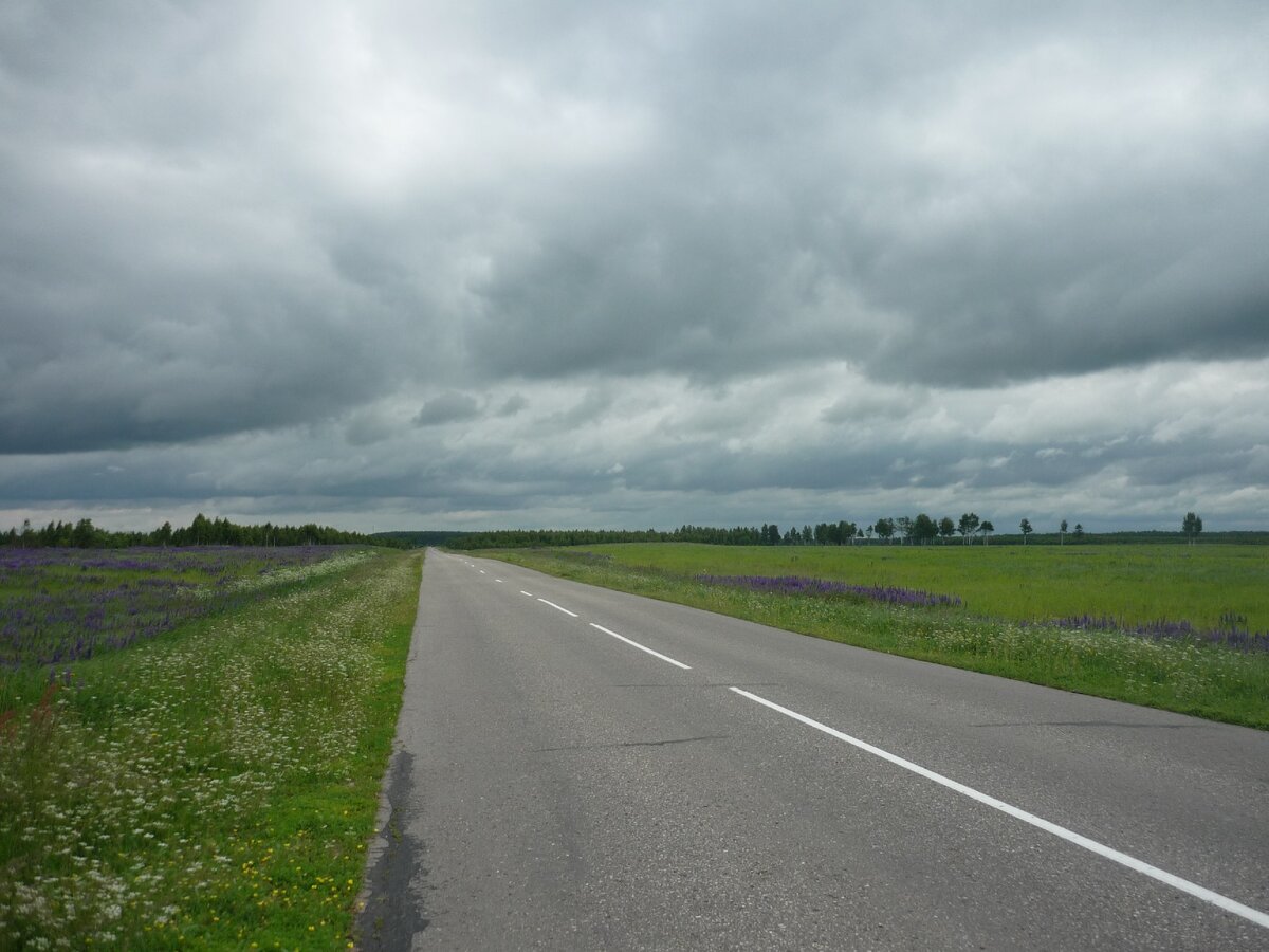 Люпиновые поля в районе Дорогобужа. Фото автора.