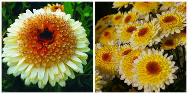 Каблуна эприкот