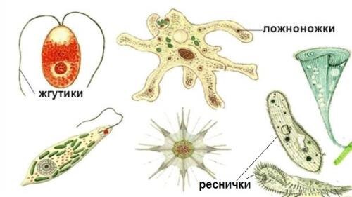 простейшие животные