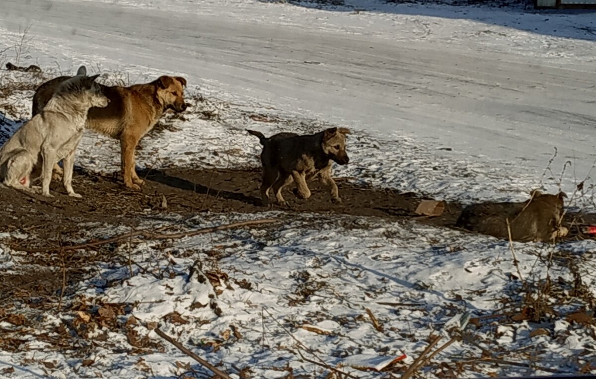 щеночки в ожидании мамы