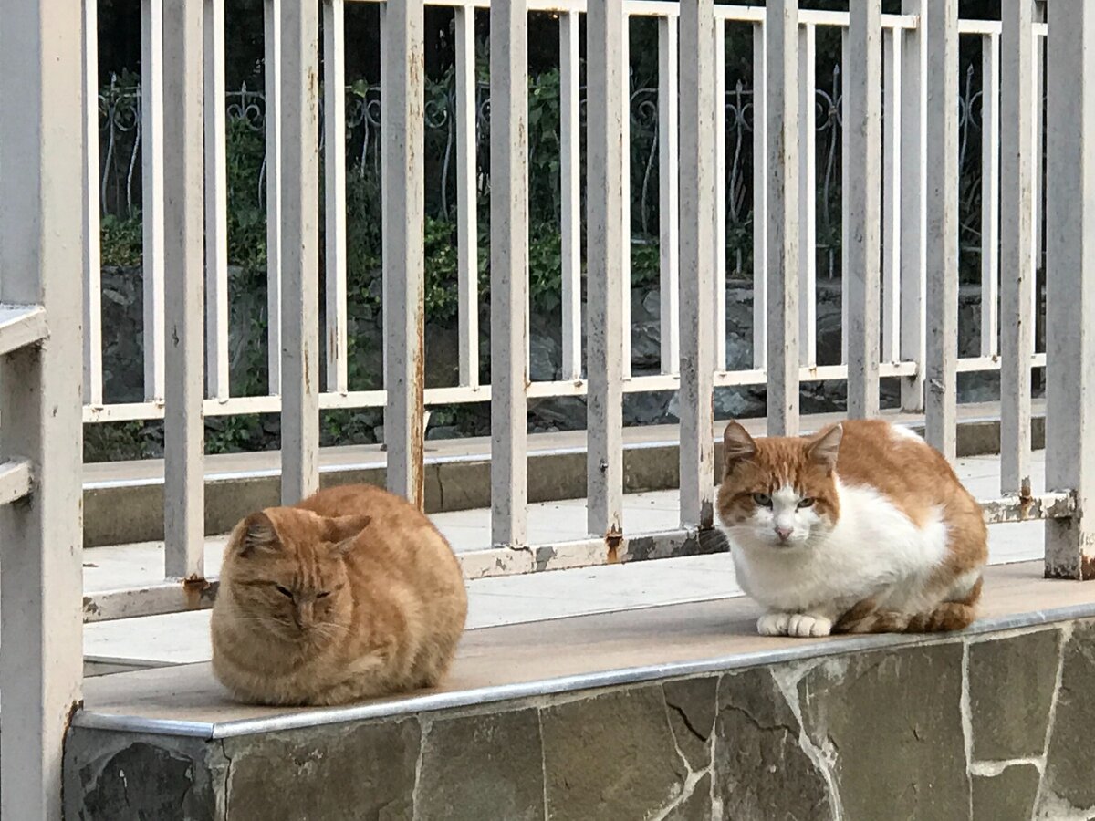 Кошки в Алуште
