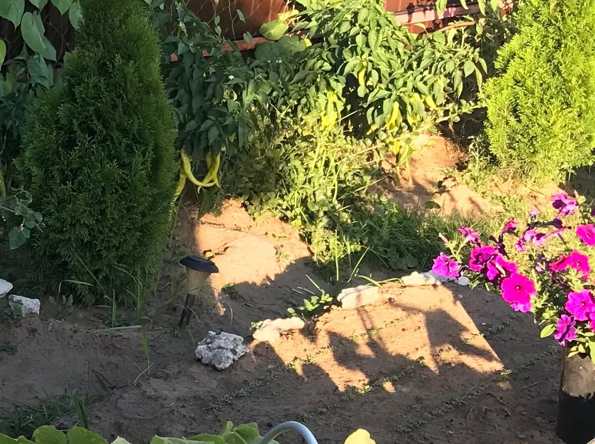 6 августа - недельные всходы