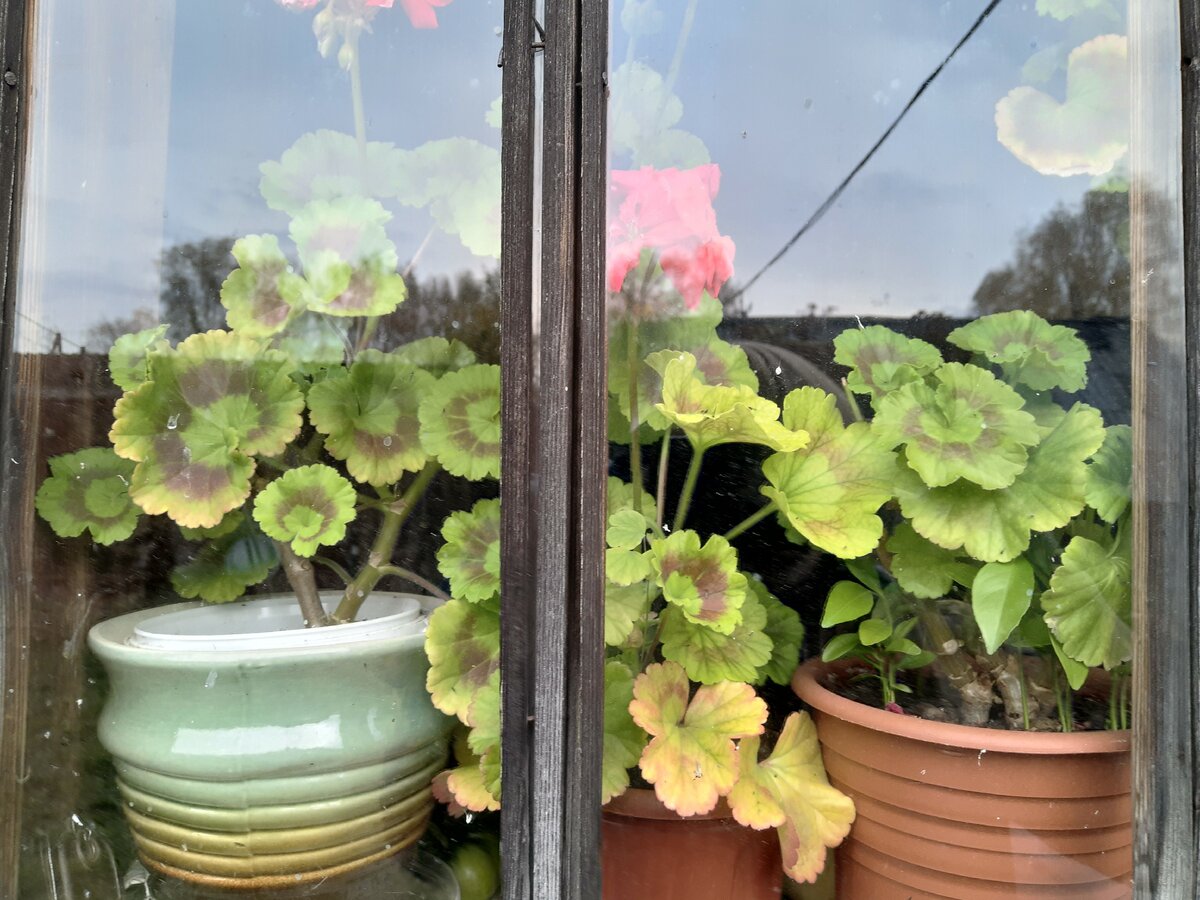 Фото автора.  Окно с цветами, доброе, греет сердце.