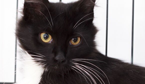 Черно-белый красавчик теперь дома!