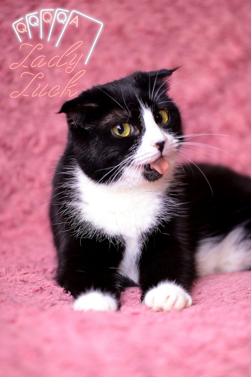 Марта- настоящая озорница и игрунья, по фотокарточкам сразу можно распознать шалунью)