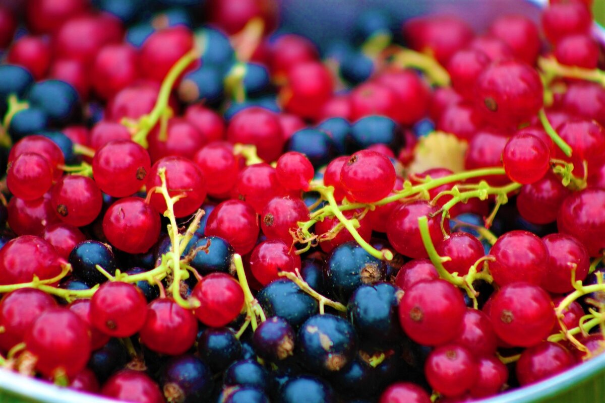  Черная и красная смородина. Фото с источника: https://clck.ru/UQY9K.