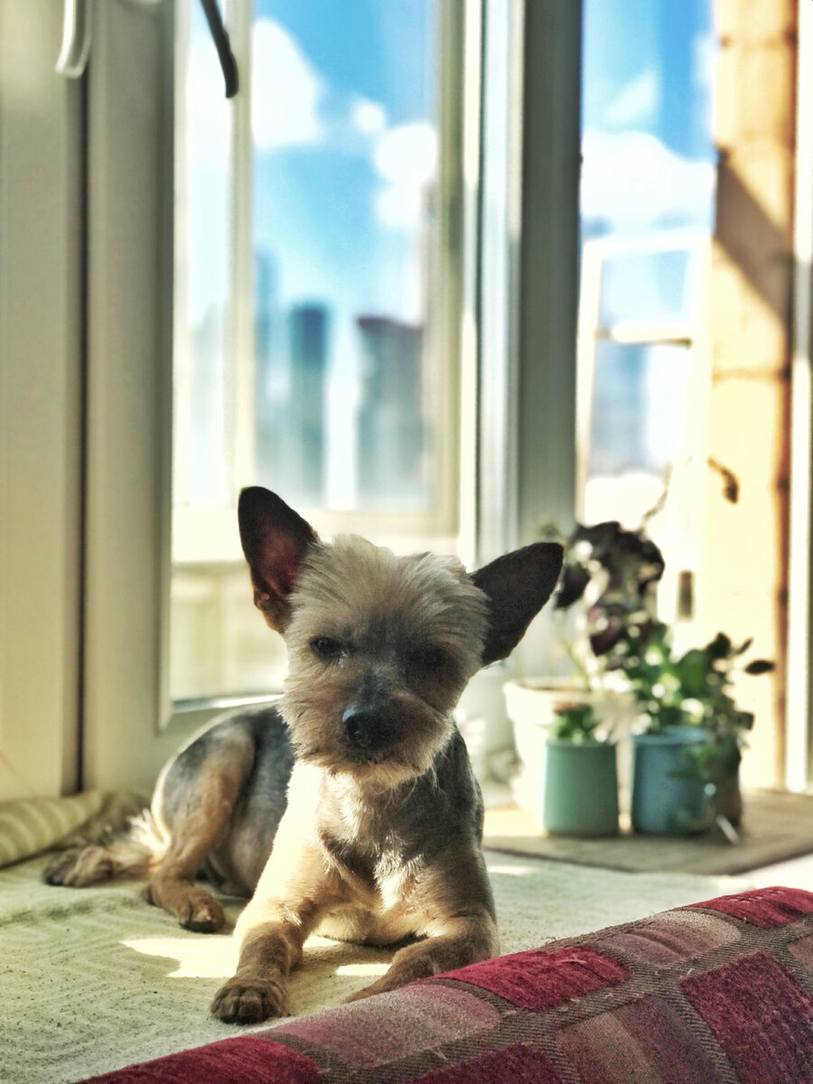 Любимое место Саймона- на окошке  с видом на Сити и на комнату-))