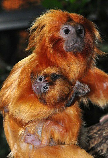 Фото взято из яндекс.картинки