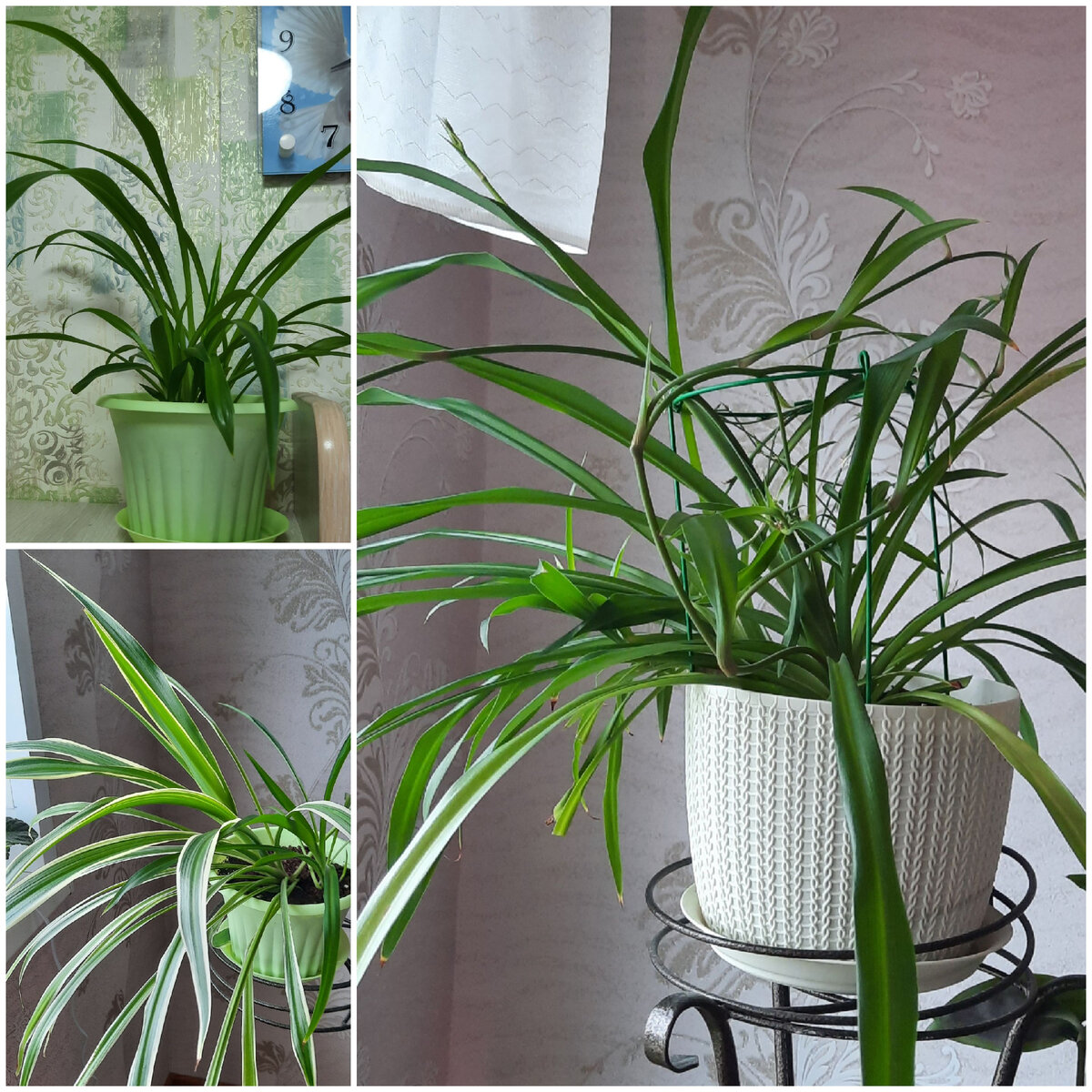 Мои хлорушки.