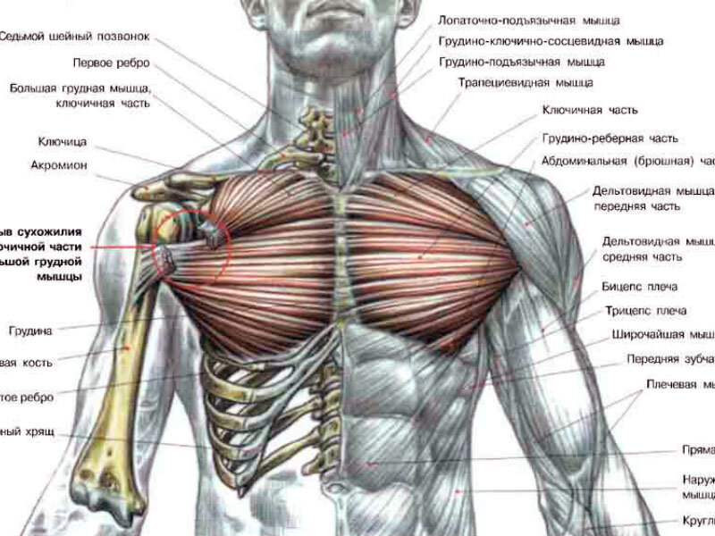 Вот оно, наших мышц замысловатое переплетенье // фото studfile.net