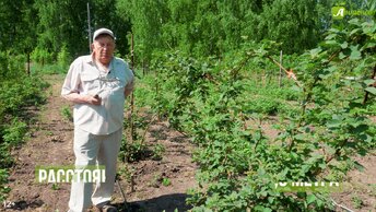 Ежевика: посадка и уход. Получаем 2 ведра ягоды с куста