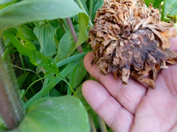 Семена цинии