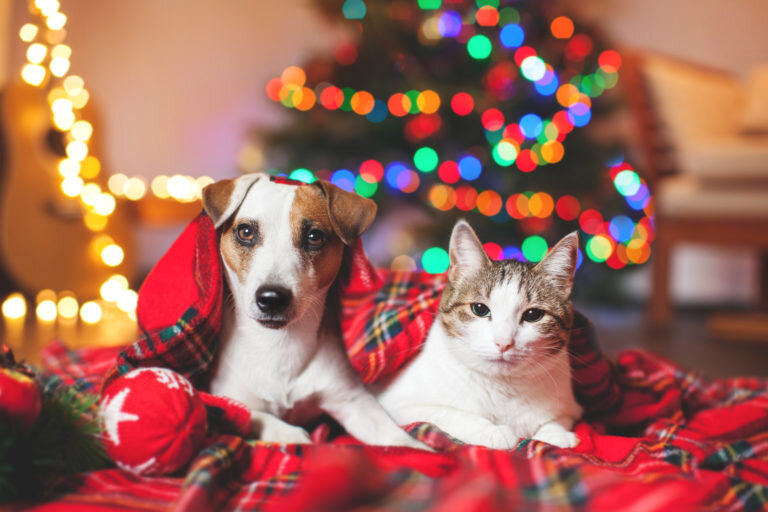 Источник фото: https://www.petlink.net/blog/holiday-safety-petlink-2020/