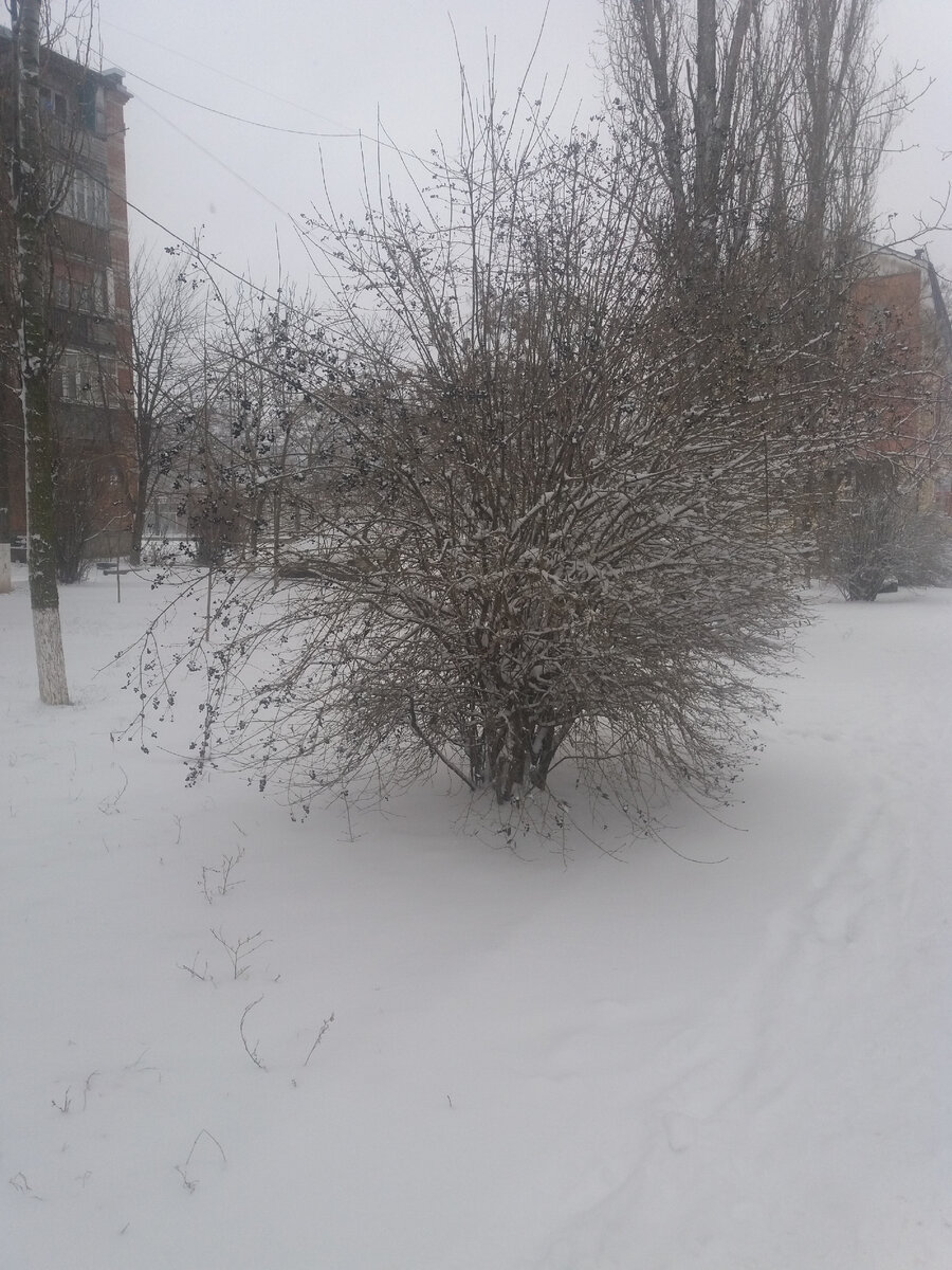 Нарядный куст.