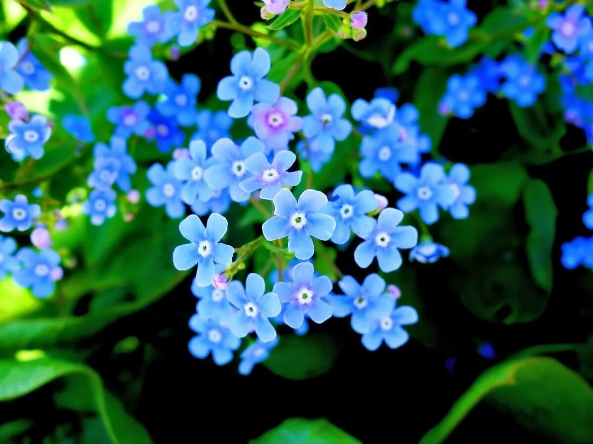 Незабудка света. Незабудки (200 мл). Домаш цветок звездочками синими.
