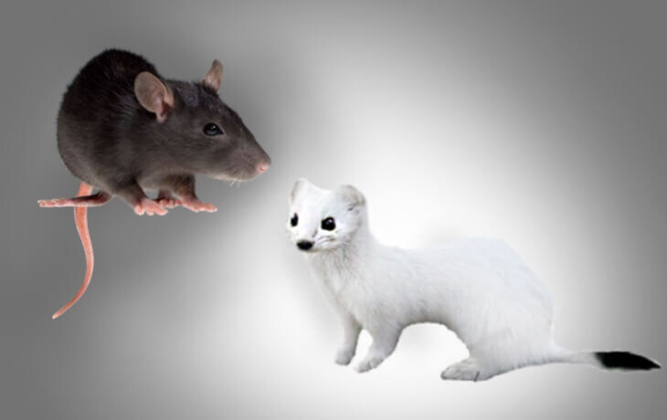 Они угрожают курам