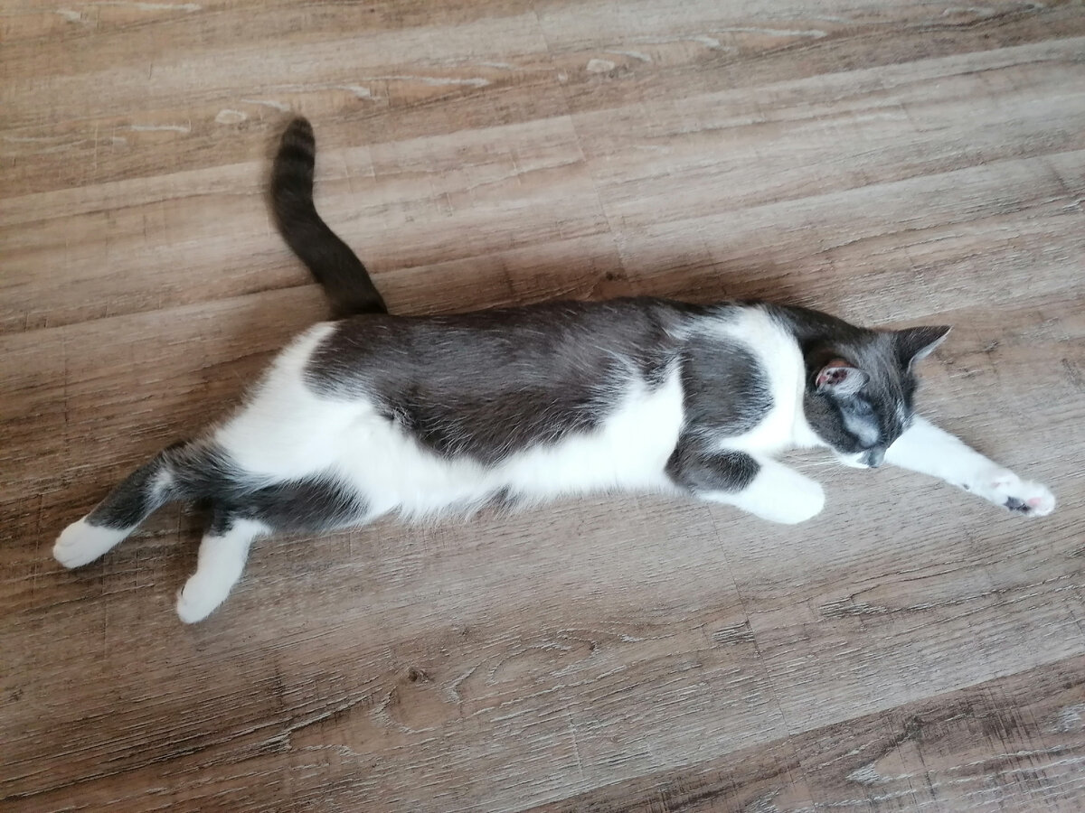 Шуня исполнила "полет SuperCat"