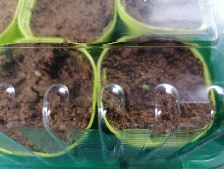 В парничке всходят перцы, фото автора