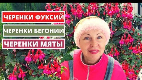 Чем заняться цветоводу в январе Что делаю с черенками фуксии, бегонии, мяты