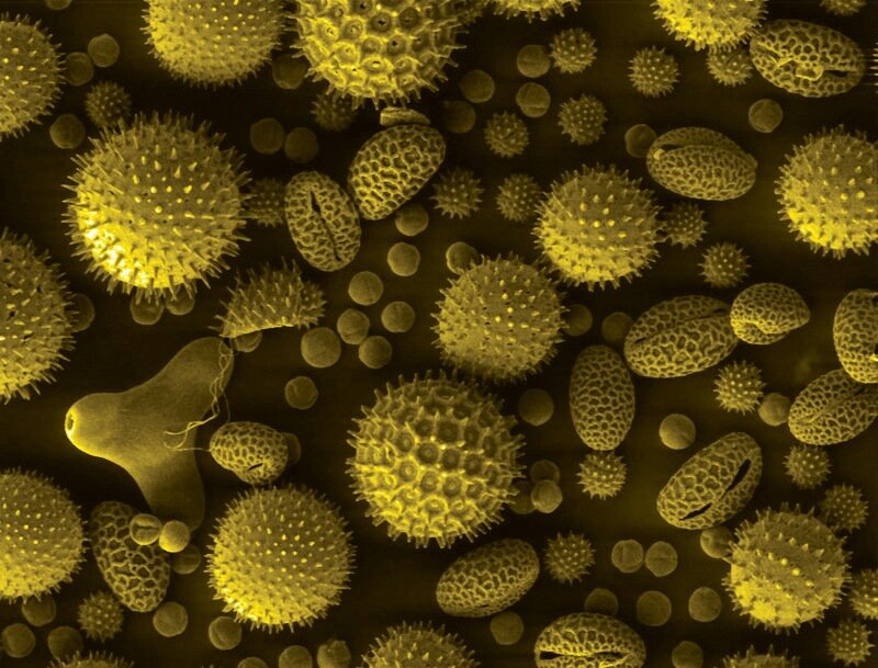 Появление пыльцы. Пыльца микроскопия палинология. Пыльцевое зерно микроскоп. Пыльца амброзии под микроскопом. Пыльца растений микроскоп.