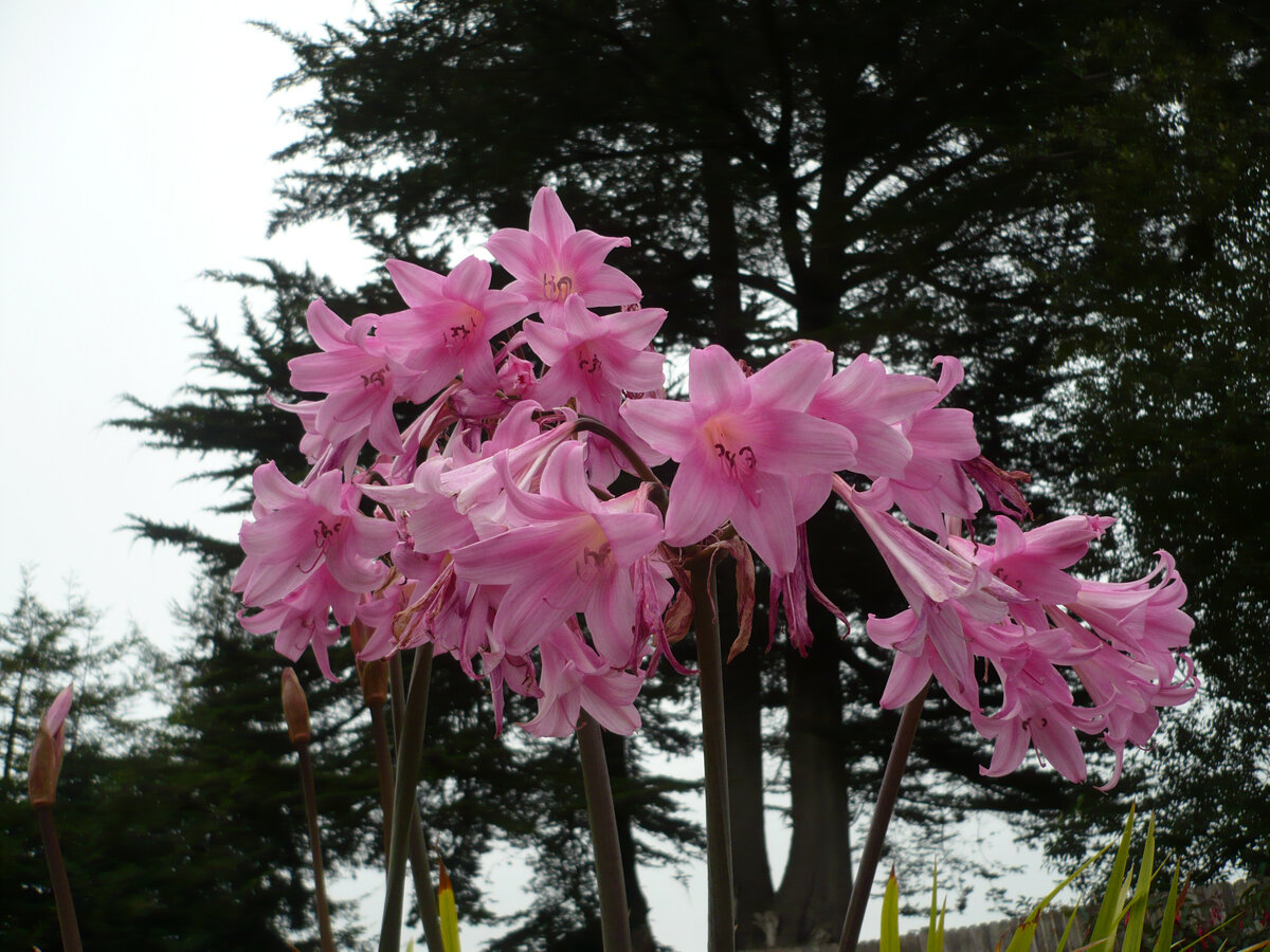 Автор: <a href="//commons.wikimedia.org/wiki/User:Ellin_Beltz" title="User:Ellin Beltz">Ellin Beltz</a> - <span class="int-own-work" lang="ru">собственная работа</span>, <a href="https://creativecommons.org/licenses/by-sa/3.0" title="Creative Commons Attribution-Share Alike 3.0">CC BY-SA 3.0</a>, <a href="https://commons.wikimedia.org/w/index.php?curid=35142375">Ссылка</a>