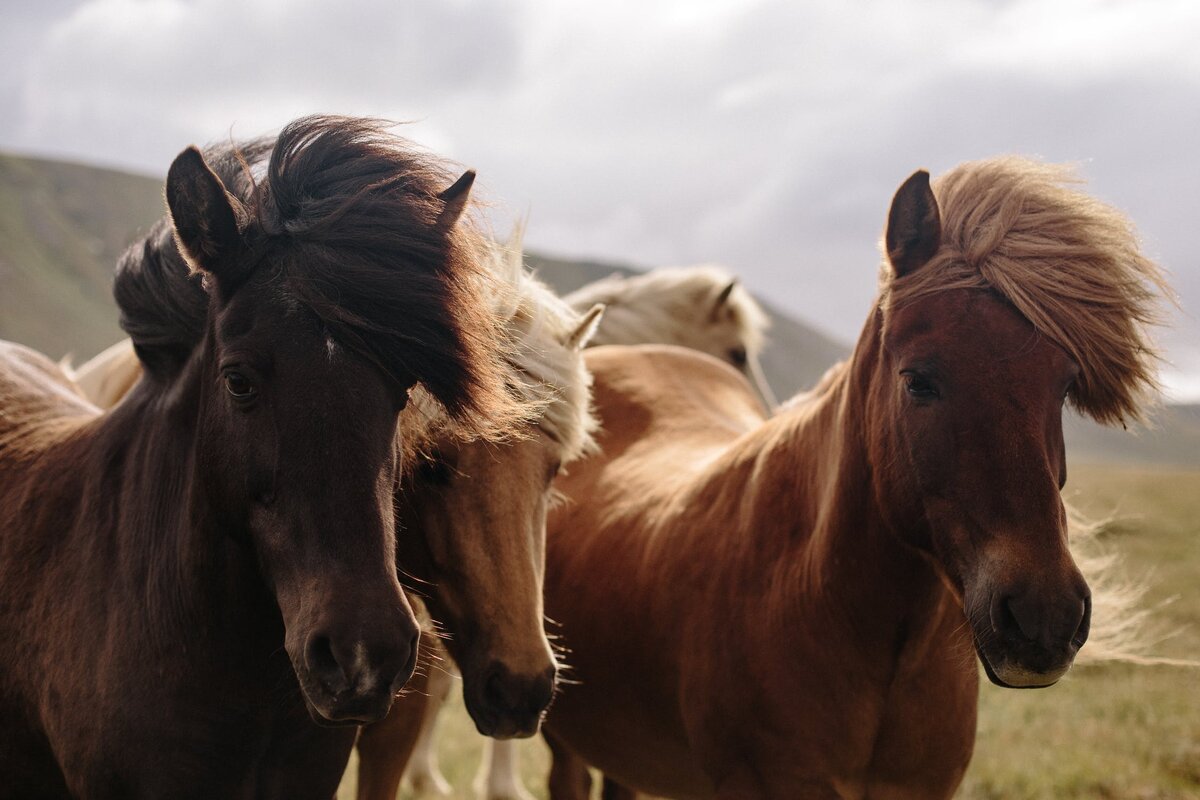 Лучшие книги про лошадей | Psyhorse | Дзен