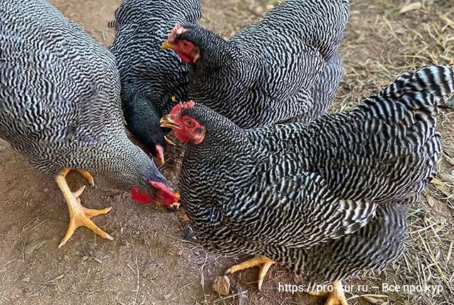 Куры Плимутрок: описание породы, фото, отзывы - подробная информация о популярной породе