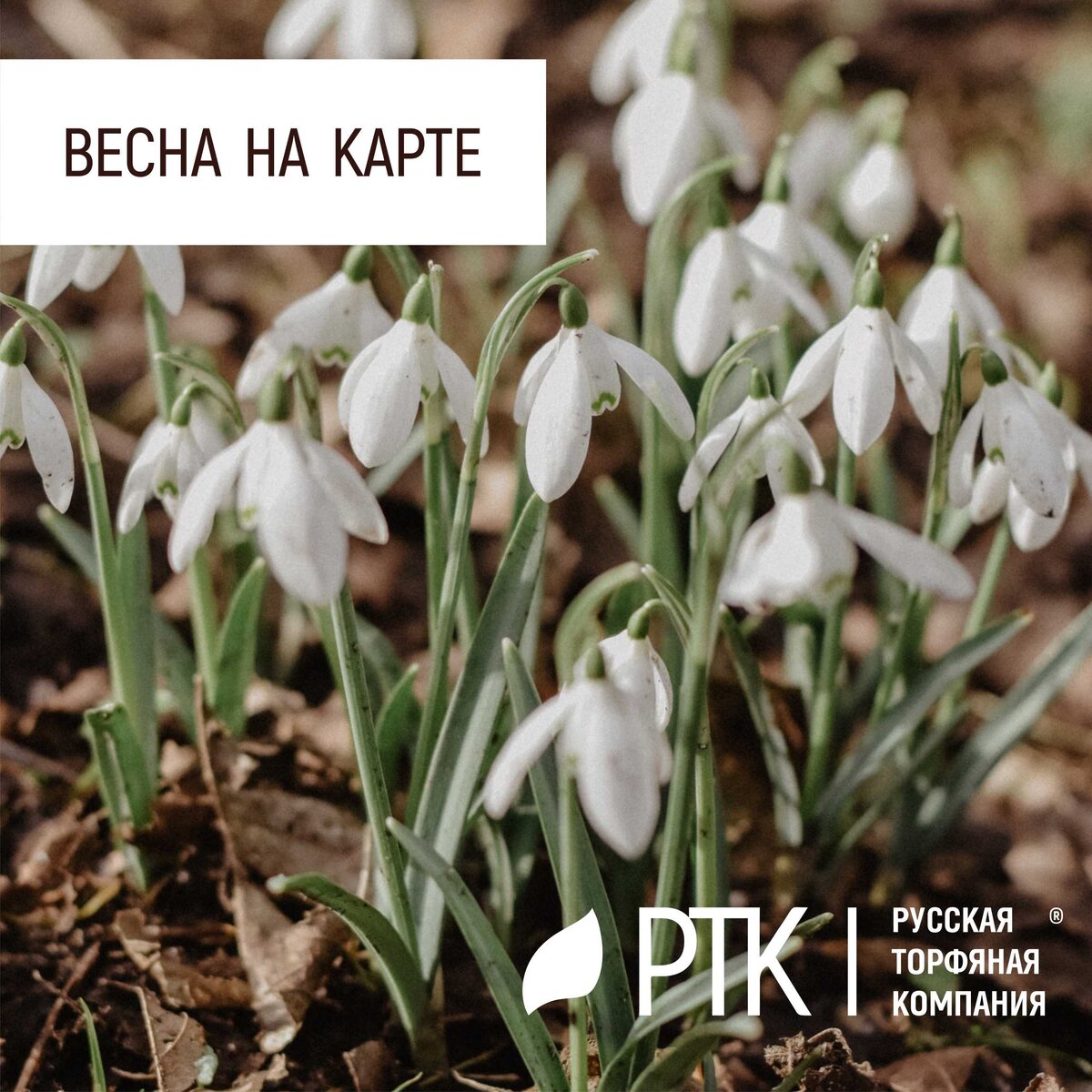  А в тем временем, в Россию приходит весна. Чем дальше, тем решительнее.
В Москве создали интерактивную карту цветения в городских парках. Уже сейчас она позволяет узнать, в каких зонах отдыха можно увидеть подснежники.
"Весна – особая пора в московских парках. Распускается листва, зеленеют деревья, тут и там появляются цветы. Сначала робкие крокусы и подснежники, затем – гиацинты, нарциссы, тюльпаны. Одновременно с ними зацветают яблони, сирени, черемухи и другие деревья и кустарники. Чтобы жители столицы не пропустили самое красивое время года, парки Москвы создали интерактивную карту цветения", – отмечается в сообщении Мосгорпарка.
На карте будут отмечаться локации, в которых цветы уже распустились. В частности, в "Музеоне", Измайловском парке и Парке Горького жители столицы могут увидеть крокусы. А посетители "Сокольников" могут полюбоваться подснежниками.
Уточняется, что обновлять карту будут раз в несколько дней. Новые локации планируют размещать по мере старта цветения вплоть до завершения календарной весны.
Мосгорпарк напомнил, что многие цветы в парках Москвы занесены в Красную книгу, призвав посетителей бережно относиться к растениям.
Для тех, кто высаживает первоцветы у себя на участке не нужна карта цветения – достаточно проверять свои посадки раз в день. Для более продолжительного цветения крокусов, примул и подснежников РТК готов предложить специализированный торфяной грунт. А более подробно о первоцветах мы расскажем в следующих публикациях.
Русскую Торфяную Компанию радует, что она часто имеет к этому непосредственное отношение, и что весна идёт!  
#РТК #почвогрунты #весна #паркимосквы