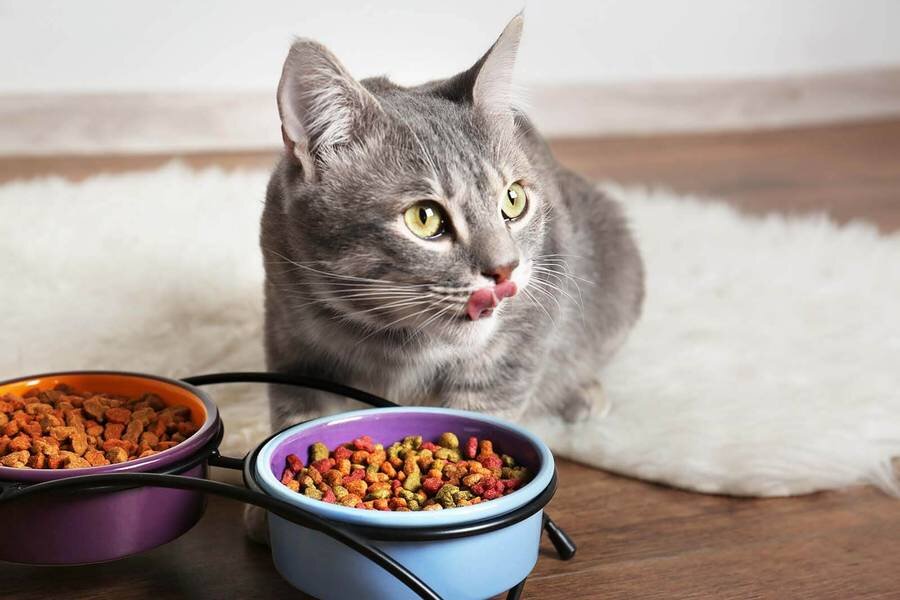 можно ли кормить кошку разными кормами