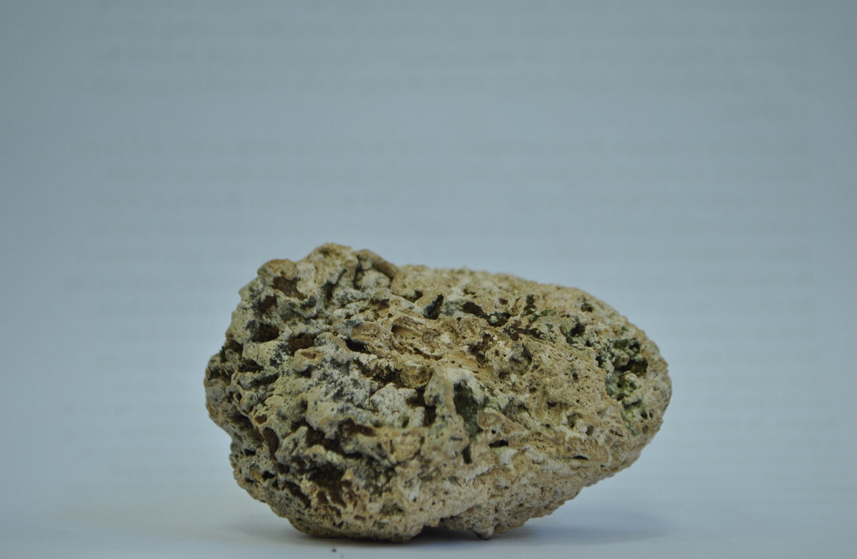 Колонии Spirorbis