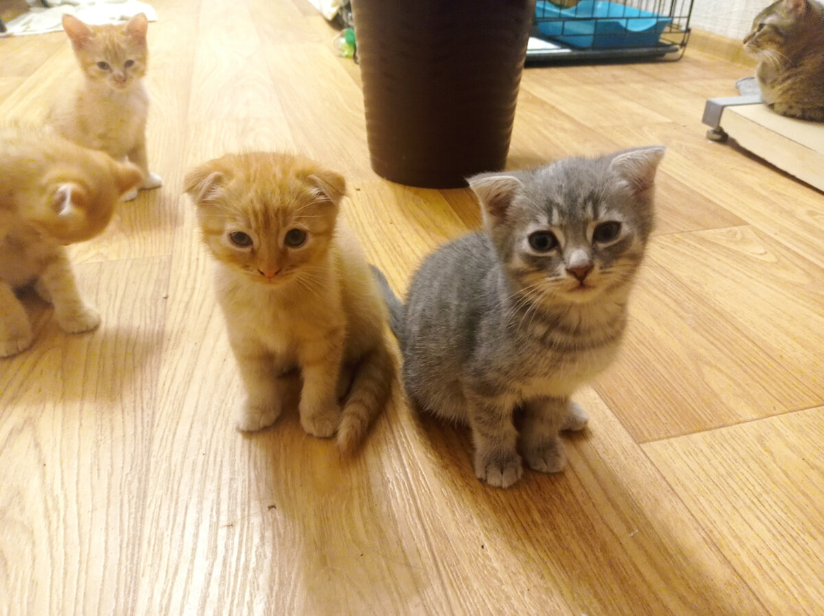 Племя котямбов оккупантов