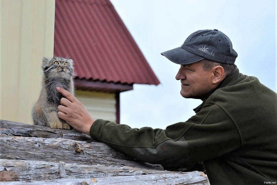 Со временем, манул стал более отстраненным от людей