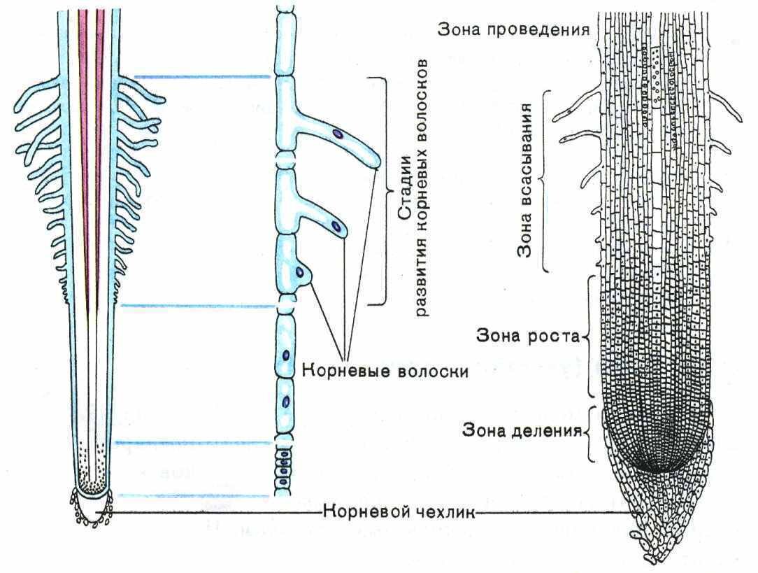 Строение корня зоны