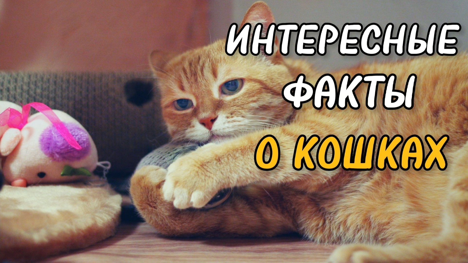 Почему кошка мнет лапами одеяло? Молочный шаг | КотоДзен | BarsyCat | Дзен