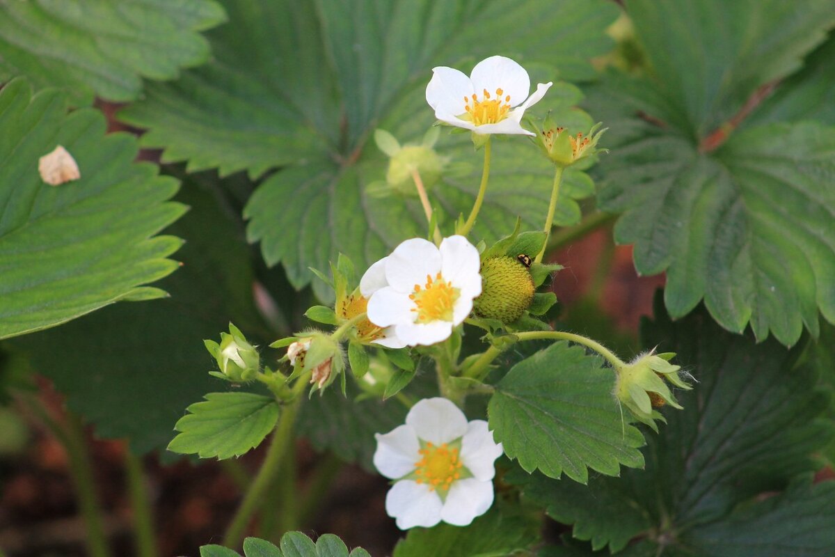 Подкормка клубнике необходима на протяжении всего вегетационного периода. 