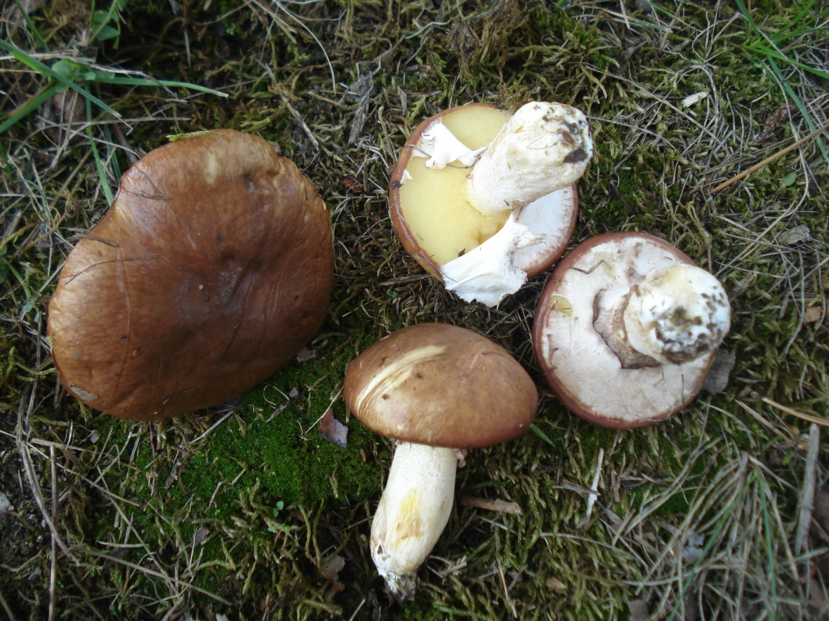 Гриб Suillus luteus