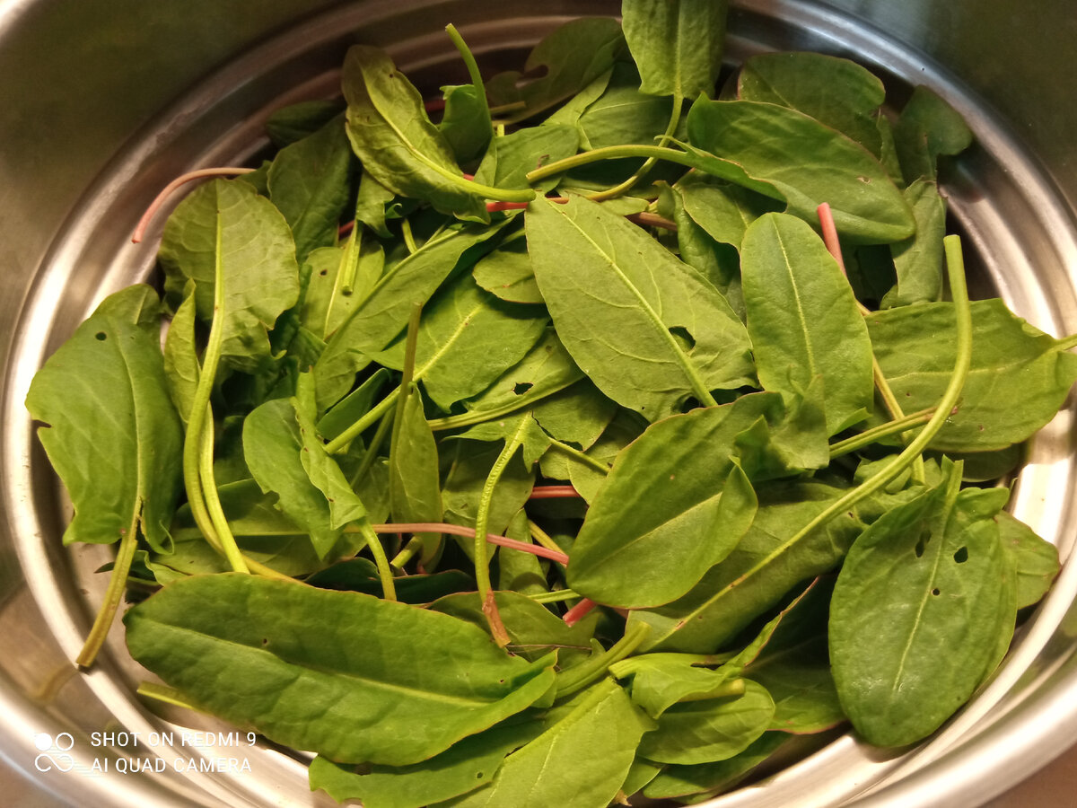 фото автора, щавель 