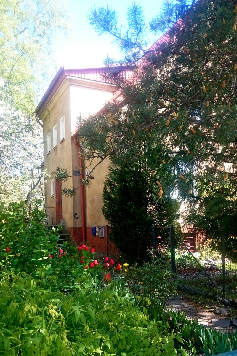 Тюльпаны уже отцветают, но в этом саду они еще только распускаются.