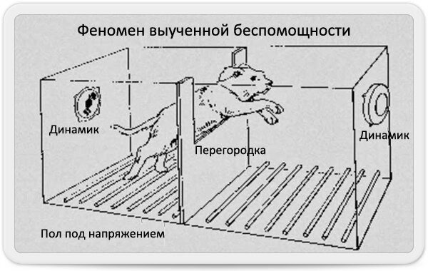 Схема эксперимента с собаками. Источник - www.b17.ru