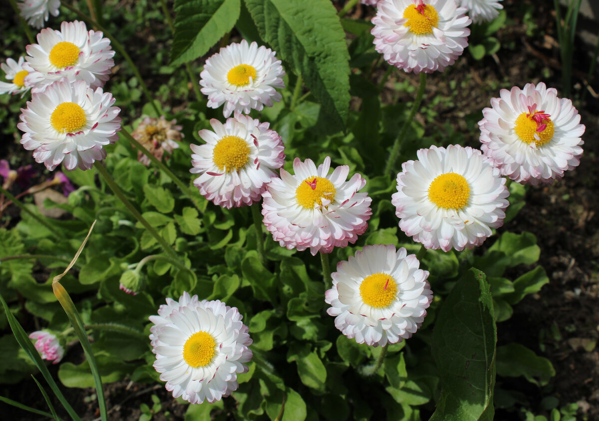 Маргаритка Bellis perennis