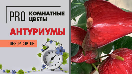 Антуриумы | обзор сортов | Какие еще бывают антуриумы