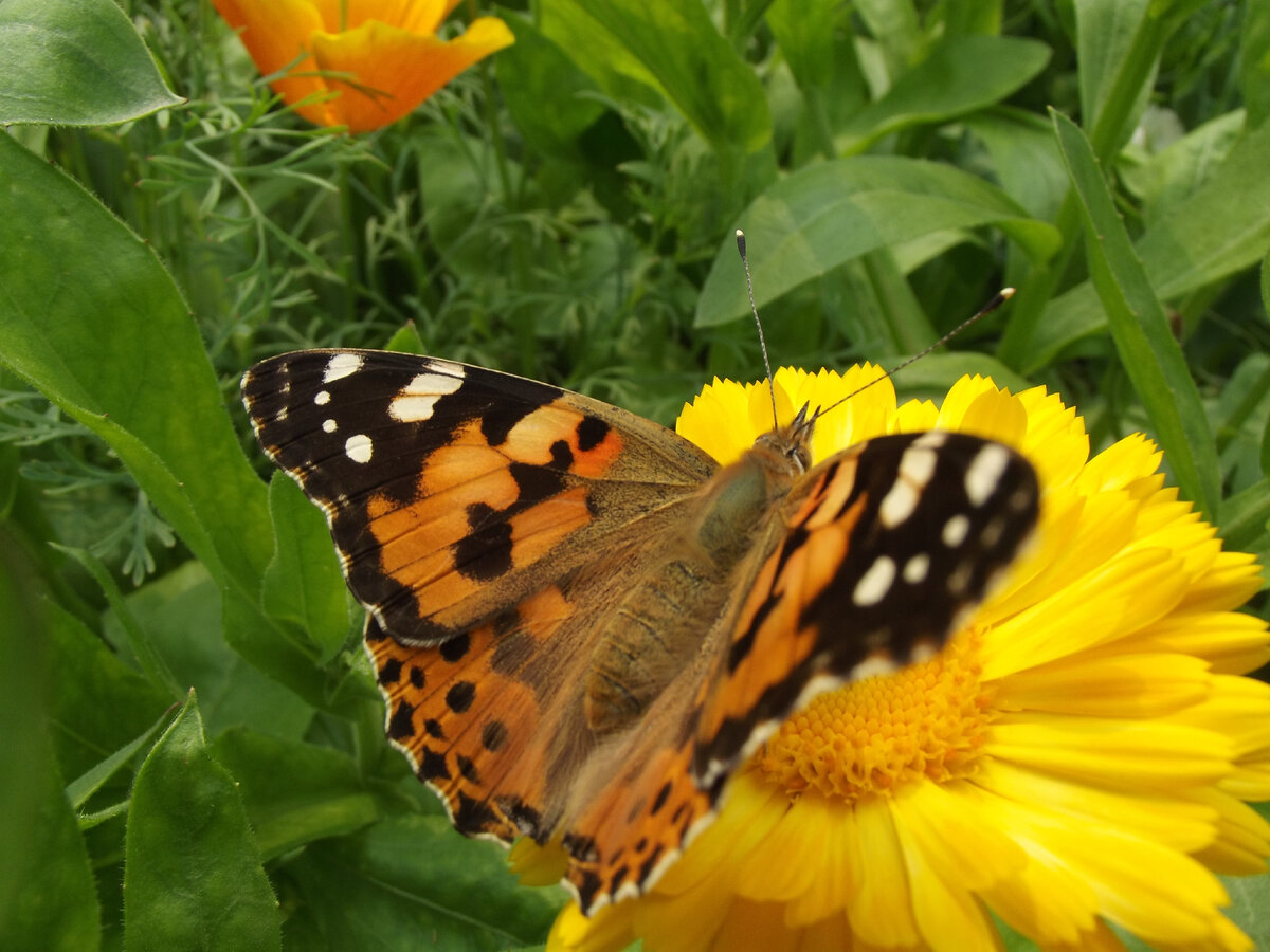 фото автора 